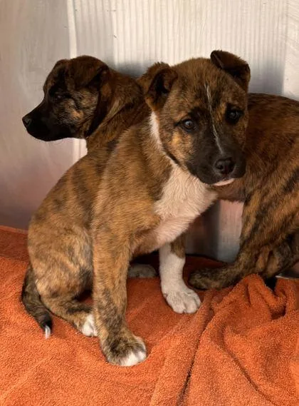 An adult medium-sized male Brown / Chocolate Mixed Breed dog named Bert for adoption in Kansas City, MO