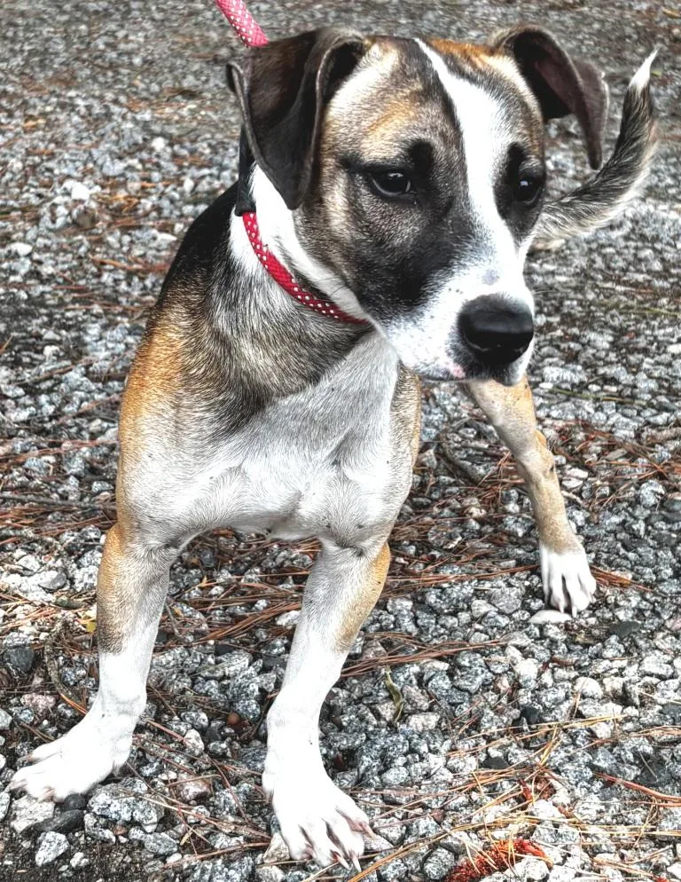 A young small-sized male Tricolor (Brown, Black, & White) Beagle dog named Chase  precious little for adoption in Charlottesville, VA
