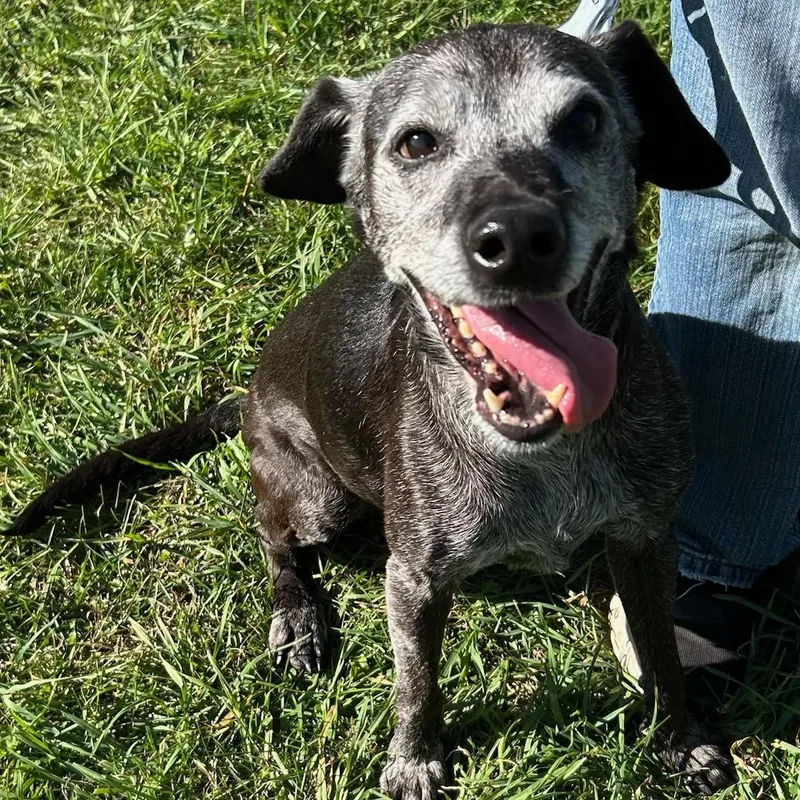 A senior small-sized female Dachshund dog named Miss Mae for adoption in Traverse City, MI