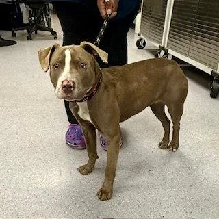 A baby small-sized female Mixed Breed dog named Freckles for adoption in Oakland, CA