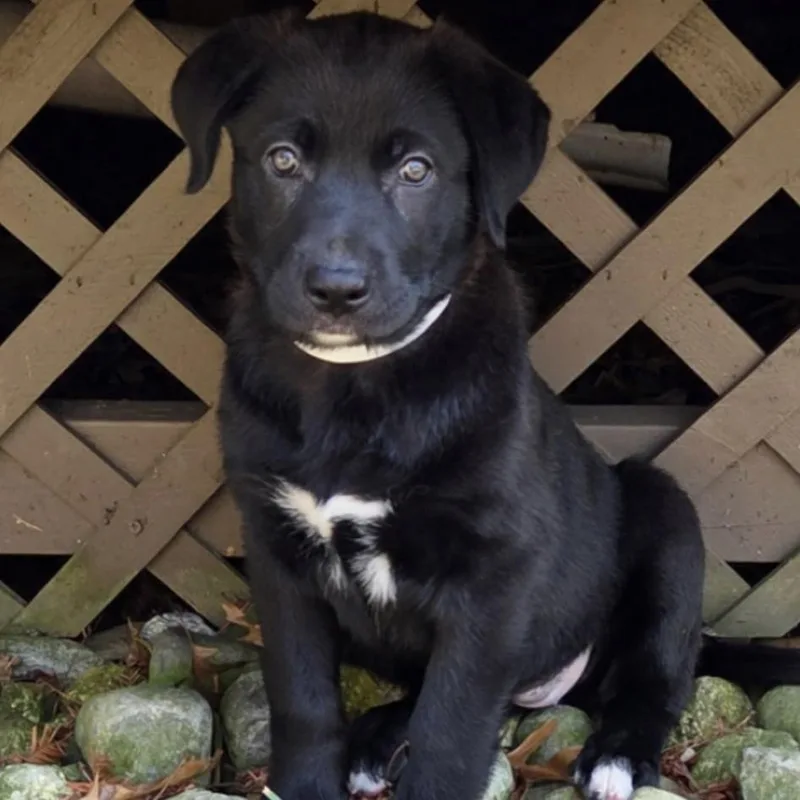 Tallulah thumbnail 3