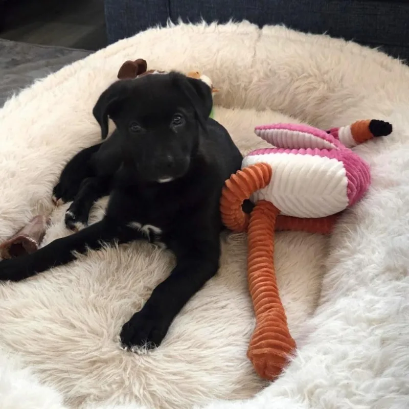 Tallulah thumbnail 6