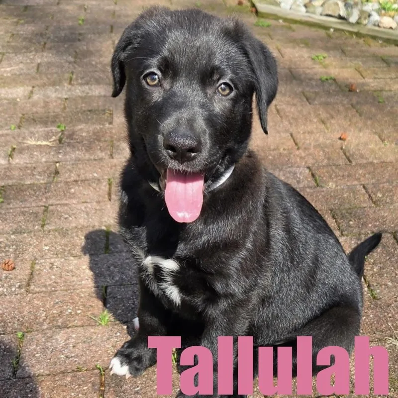 A baby large-sized female Terrier dog named Tallulah for adoption in Ellicott City, MD
