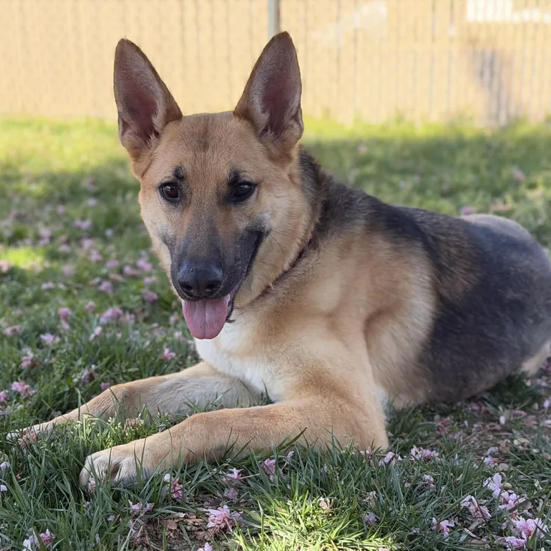 An adult medium-sized male Sable German Shepherd Dog dog named Climber for adoption in Fredericksburg, VA