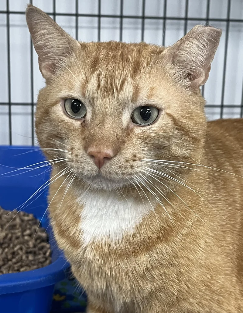 An adult large-sized male Tabby (Orange / Red) Domestic Short Hair cat named Jd for adoption in Johnston, RI