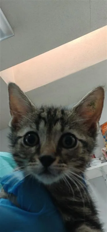 A baby small-sized male Domestic Short Hair cat named Moose for adoption in Largo, FL