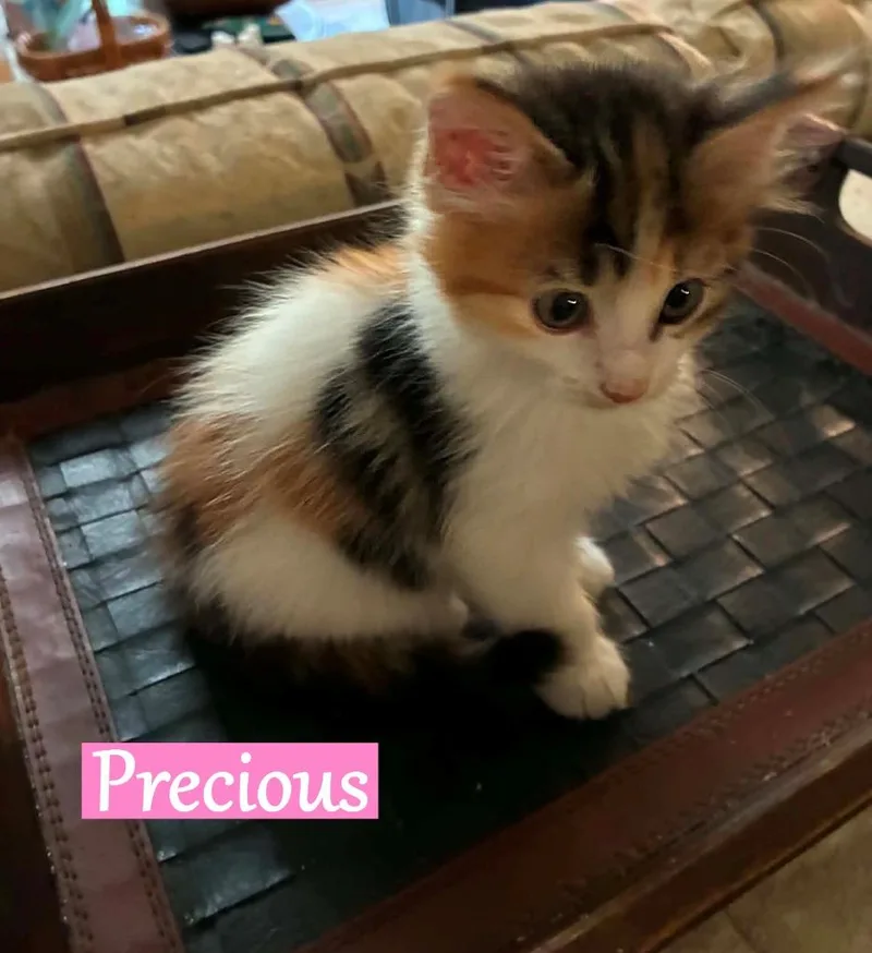 A baby medium-sized female Domestic Medium Hair cat named Precious for adoption in Hoover , AL