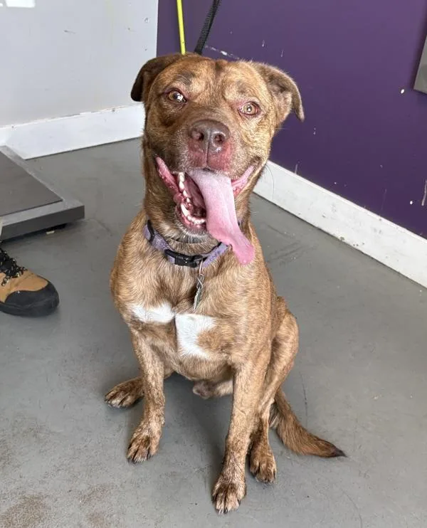 An adult medium-sized male Labrador Retriever dog named Jasper for adoption in Salt Lake City, UT