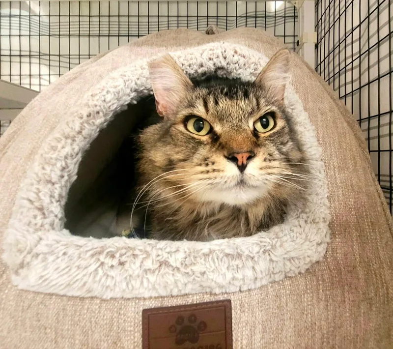 Maurice Fiv