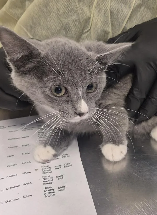 A baby small-sized female Domestic Short Hair cat named Eiko for adoption in Napa, CA