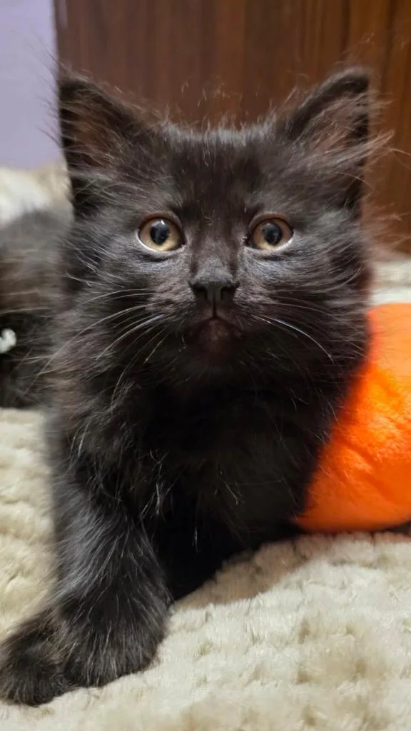 A baby small-sized female Domestic Short Hair cat named Raspberry for adoption in Fond Du Lac, WI