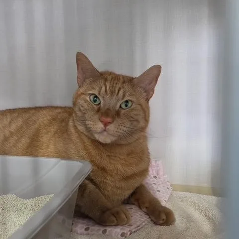 An adult extra large-sized male Tabby (Orange / Red) Domestic Short Hair cat named Thomas for adoption in Hutchinson, MN