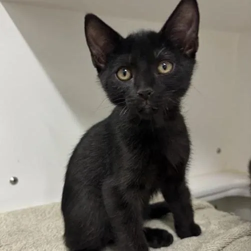 A baby small-sized male Black Domestic Short Hair cat named Four Square for adoption in Phoenix, AZ