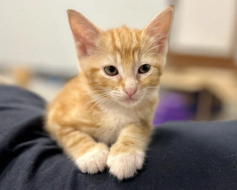 A baby small-sized male Tabby (Orange / Red) Domestic Short Hair cat named Jack Sparrow for adoption in Raleigh, NC