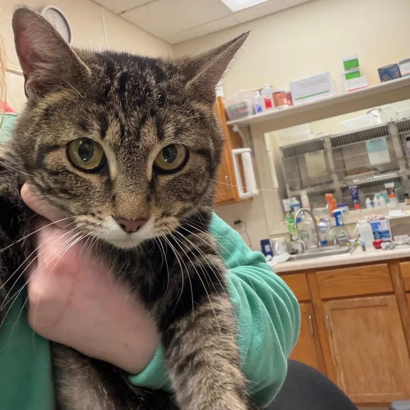 A young medium-sized female Brown / Chocolate Domestic Short Hair cat named Mary for adoption in Pekin, IL