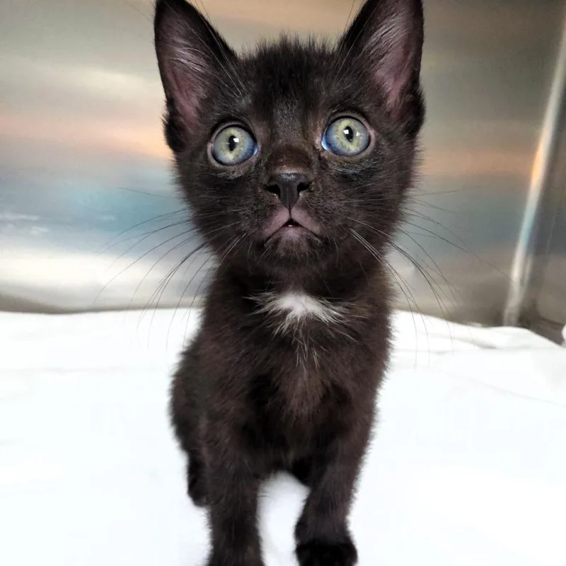 A baby small-sized male Black Domestic Short Hair cat named Pca for adoption in Michigan City, IN
