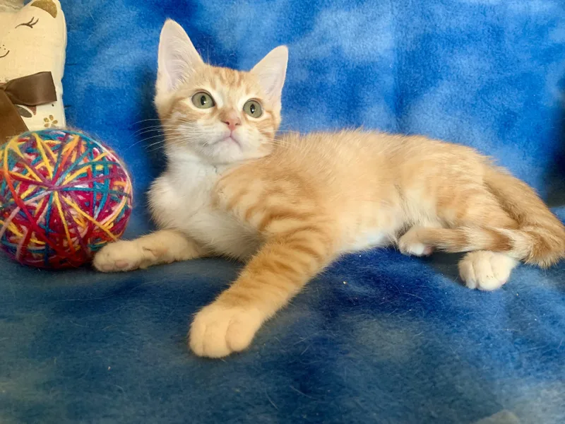 A young medium-sized male Tabby (Orange / Red) Domestic Short Hair cat named Angelo for adoption in San Jose, CA