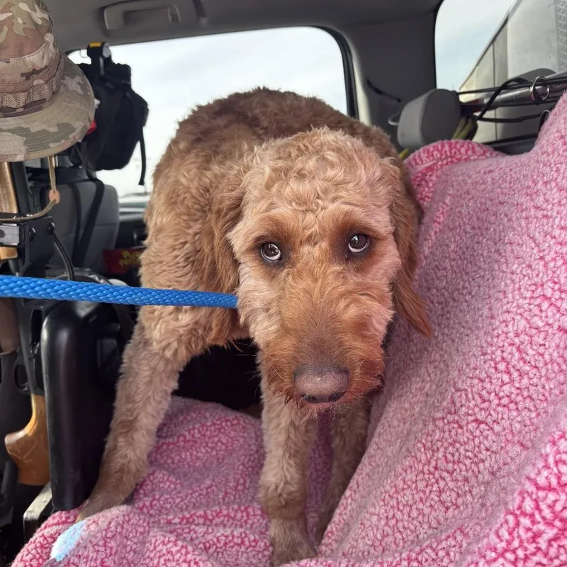 An adult medium-sized male Red / Chestnut / Orange Standard Poodle dog named BCStray for adoption in Idaho Falls, ID