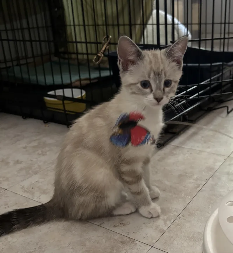 A baby medium-sized female Domestic Short Hair cat named Tara for adoption in Lincoln, CA