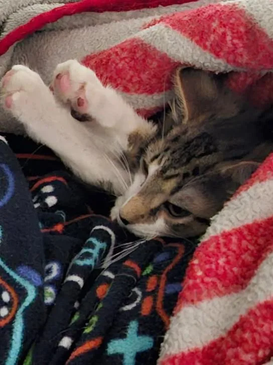 A baby medium-sized female American Shorthair cat named Croissant for adoption in Ashland, OH