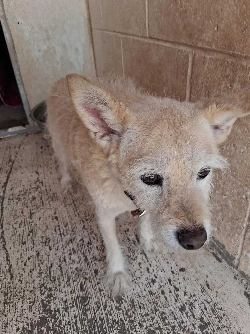 An adult small-sized female Apricot / Beige Rat Terrier dog named Nanna for adoption in Deming, NM