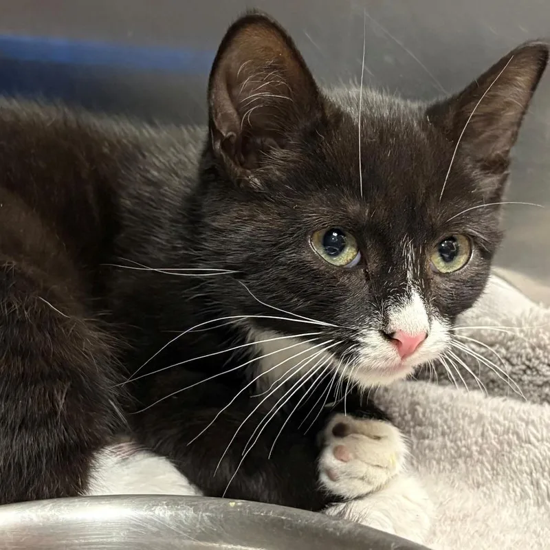 A baby small-sized female Black Domestic Short Hair cat named Juniper for adoption in East Hanover, NJ