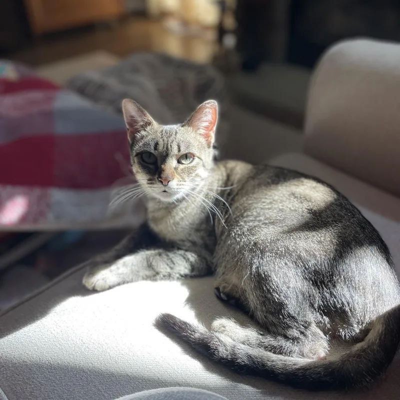 A young small-sized female Brown / Chocolate Domestic Short Hair cat named Holly for adoption in Potomac, MD