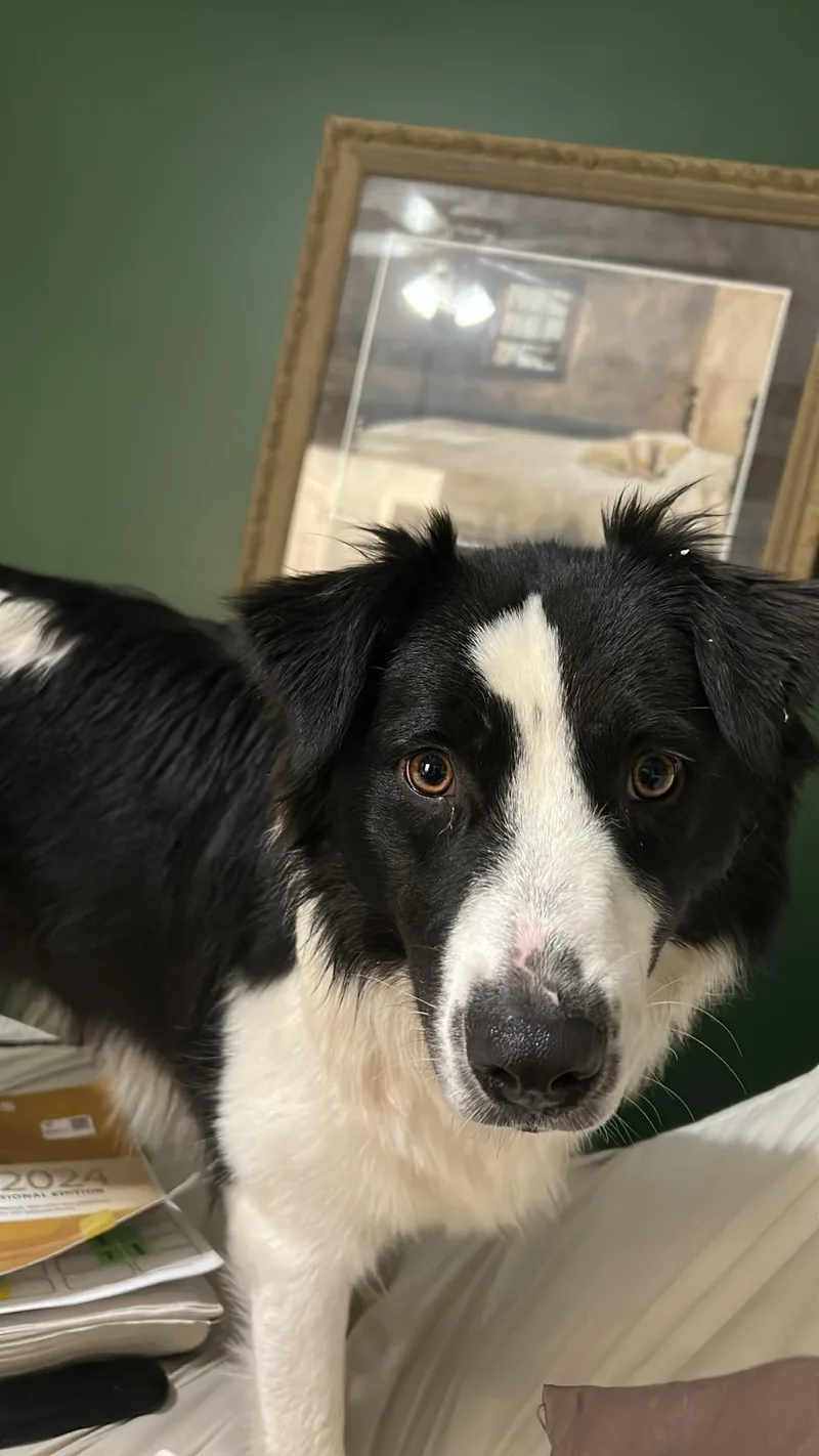Maezie