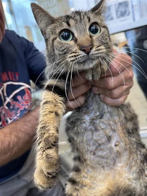 A young small-sized female Domestic Short Hair cat named Sable for adoption in San Antonio, TX