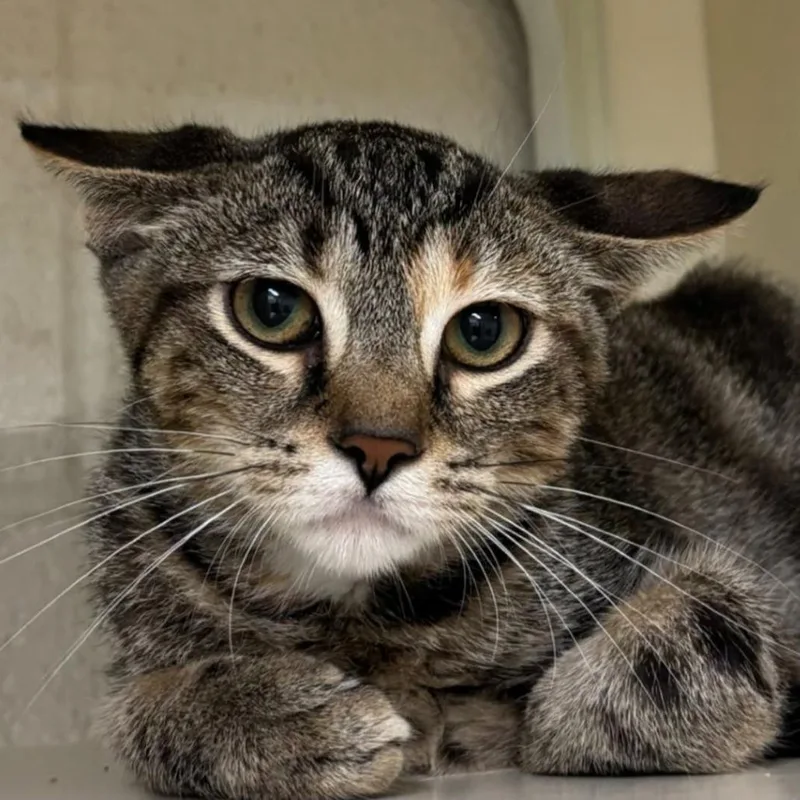 A baby small-sized female Brown / Chocolate Domestic Short Hair cat named Lola for adoption in Waynesboro, PA