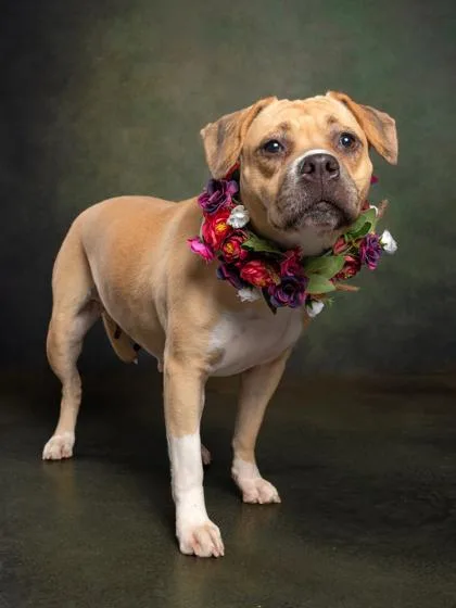 An adult medium-sized female Mixed Breed dog named Winky for adoption in Atlanta, GA