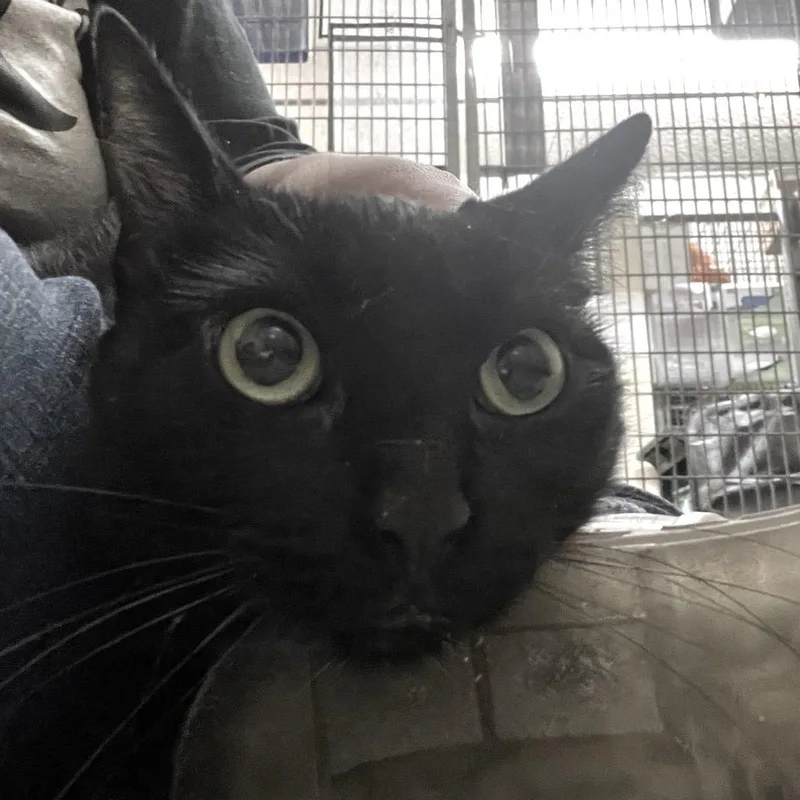 The Midnight Special thumbnail 2