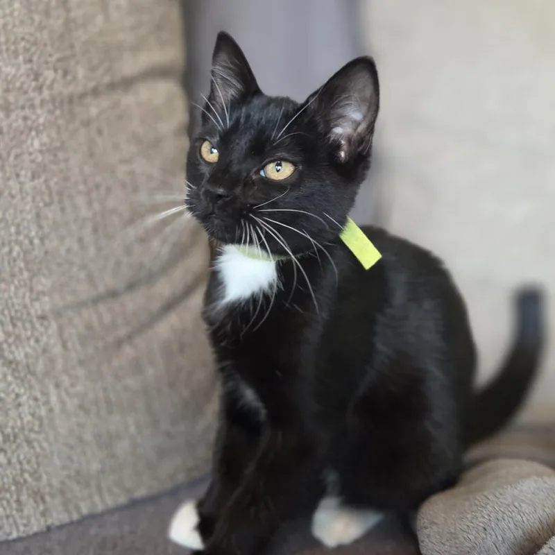 A baby small-sized female Domestic Short Hair cat named Neolia for adoption in Allyn, WA