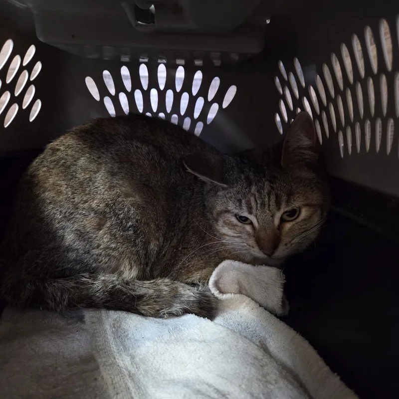 An adult medium-sized female Calico Domestic Long Hair cat named June Bug for adoption in Carlin, NV
