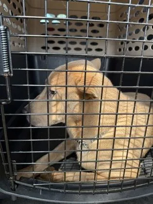 An adult medium-sized female Mixed Breed dog named Dell for adoption in West Chester, PA
