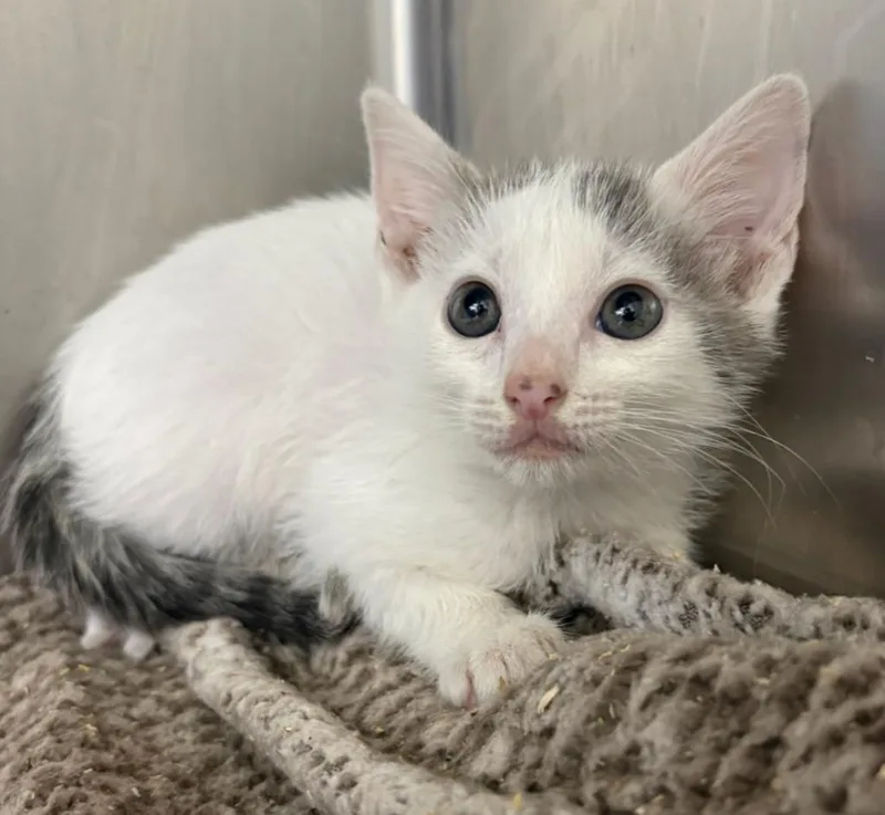 A baby small-sized male Domestic Short Hair cat named Mayday for adoption in Corpus Christi, TX
