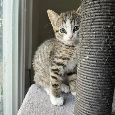 Muffin thumbnail 3