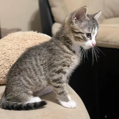 Muffin thumbnail 6