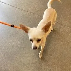 YORKStray