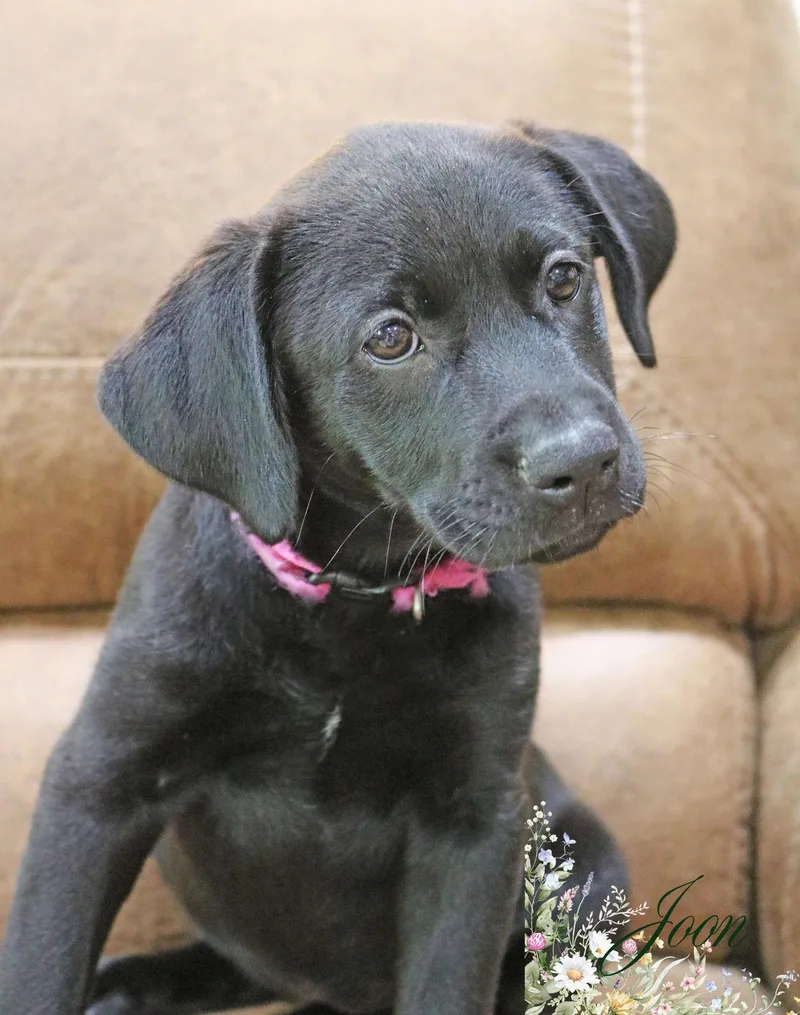 A baby medium-sized female Labrador Retriever dog named June Bug for adoption in Wakefield, RI