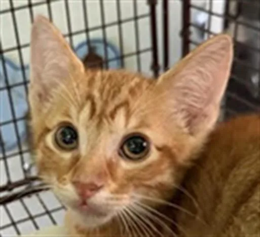 A baby small-sized male Domestic Short Hair cat named Vermithor for adoption in Los Angeles, CA