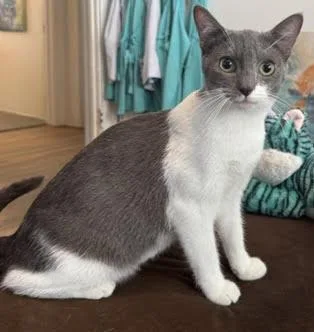 A young medium-sized female Gray / Blue / Silver Domestic Short Hair cat named Mozika for adoption in Houston, TX