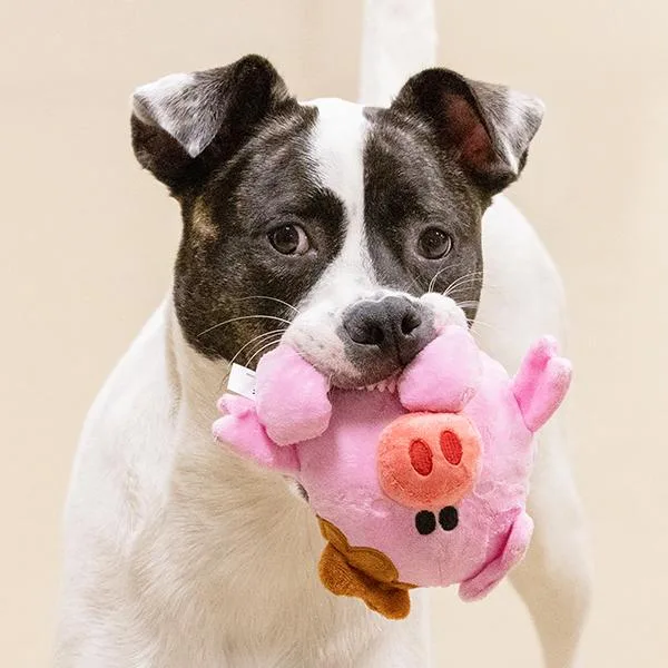 A young large-sized female Terrier dog named Akira for adoption in Des Moines, IA