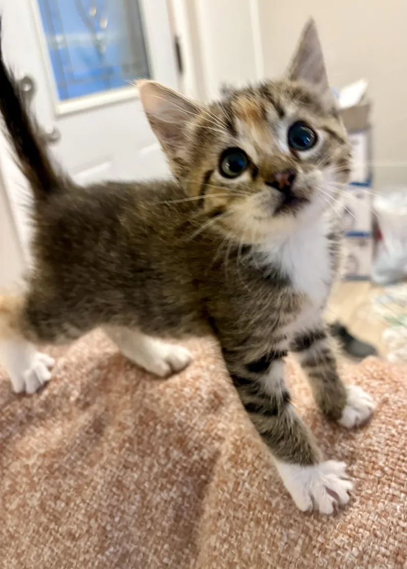 A baby medium-sized female Torbie Domestic Short Hair cat named Bussin for adoption in Geneseo, IL