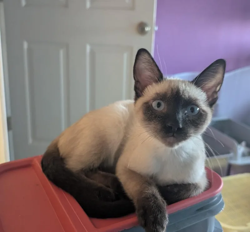 A baby medium-sized male Siamese cat named Bud for adoption in San Antonio, TX