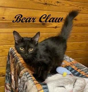 Bear Claw