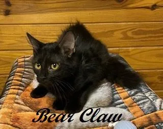 Bear Claw thumbnail 2