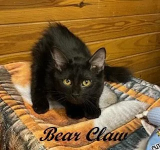 Bear Claw thumbnail 3