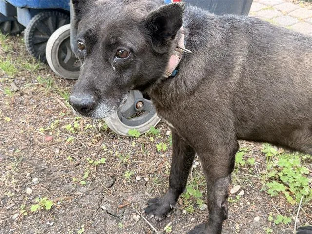 An adult medium-sized female German Shepherd Dog dog named Beth for adoption in Dallas, TX