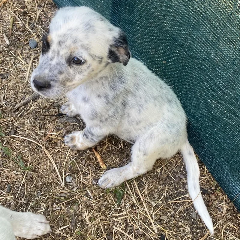 A baby medium-sized female White / Cream Cattle Dog dog named Primrose for adoption in Escondido, CA